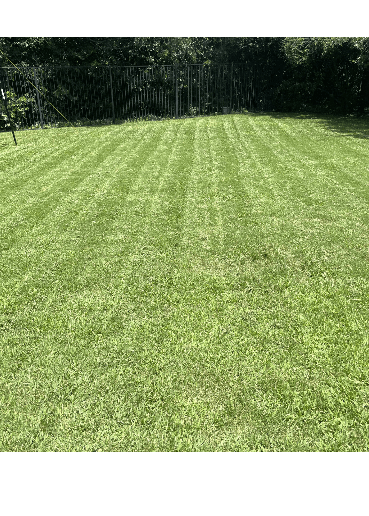 Vibrant green lawn with parallel mowing stripes, bordered by a black fence and lush trees.